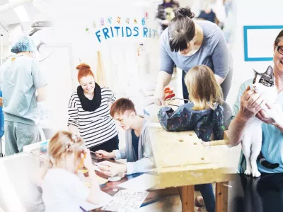 Veterinarians at work with animals