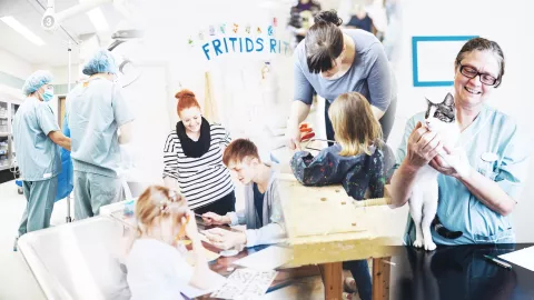 Veterinarians at work with animals