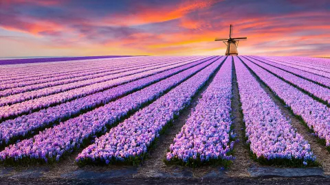 One click to The Netherlands